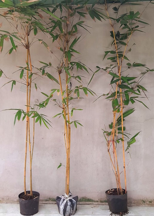 Golden bamboo type 3