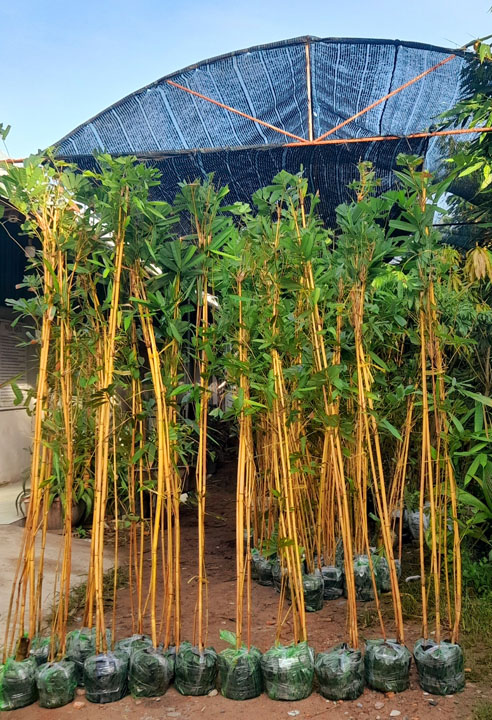 Golden bamboo type 4