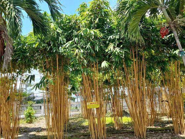 Golden bamboo type 5