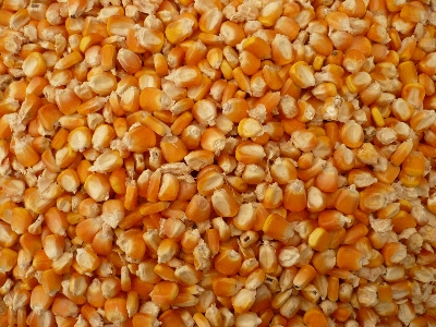 Corn