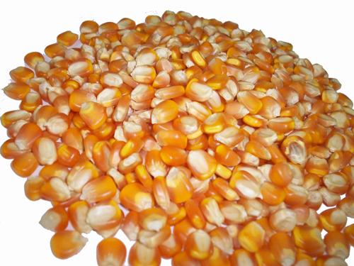 Corn