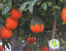 Gac fruit