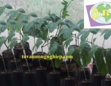 Hybrid gac seedling