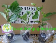 NK passion fruit seedling