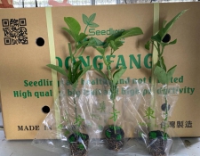 Passion fruit seedling