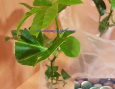 Taiwan red passion fruit seedling