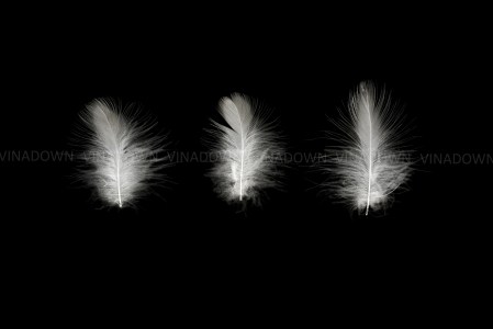Down and Feathers
