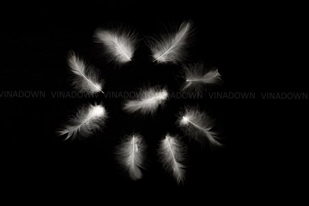 Down and Feathers