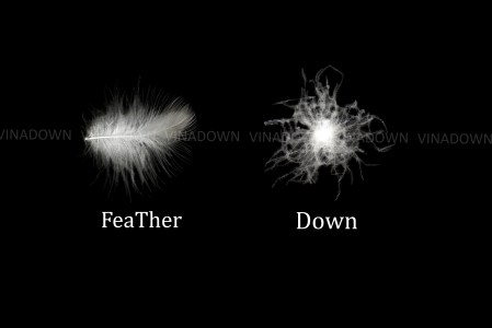 Down and Feathers