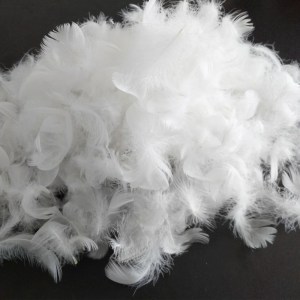Down and Feathers