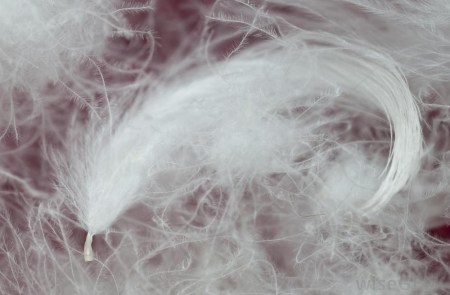 Down and Feathers
