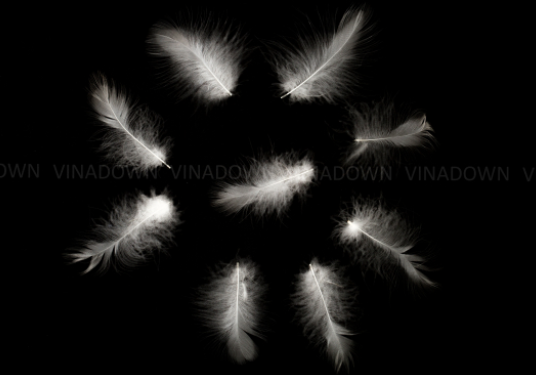 Feather