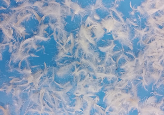 Feather