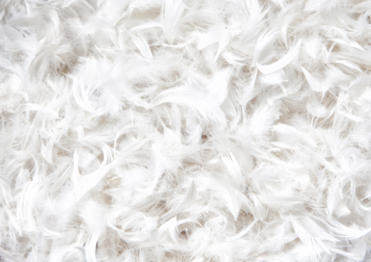Feather