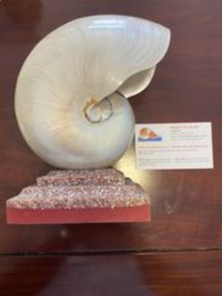 Shell night light