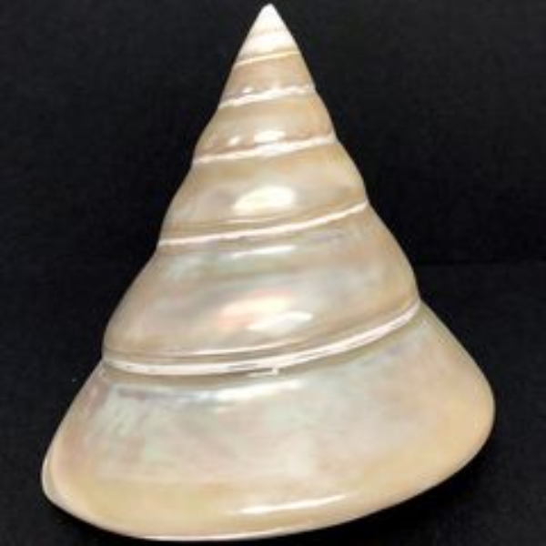 Cone snail