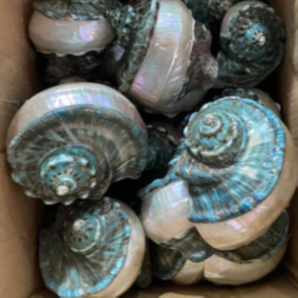 Conch