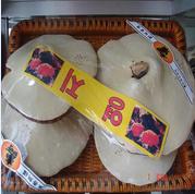 Ganoderma