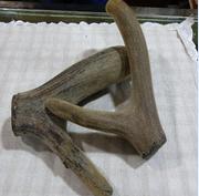 Dry Deer antler velvet