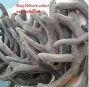 Dry Deer antler velvet
