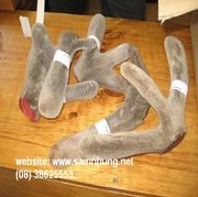 Deer antler velvet