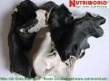 Black fungus