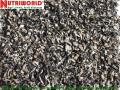 Black fungus