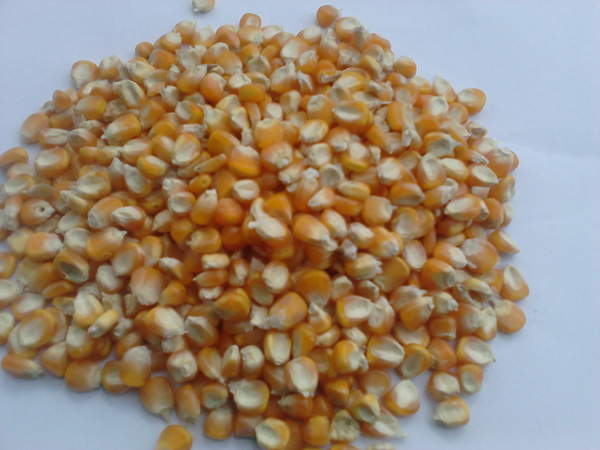 Corns