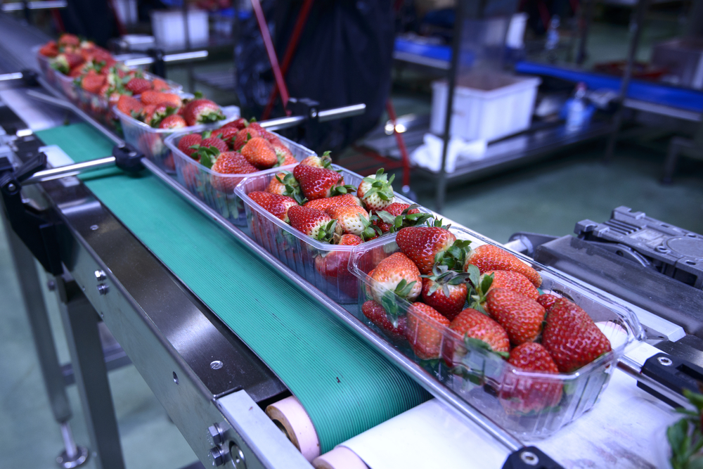 Food Conveyor