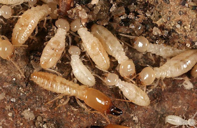 Termite elimination service for companies