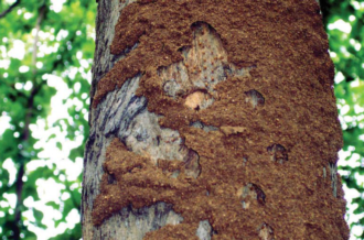 Termite elimination service for trees