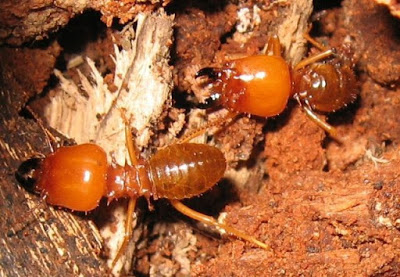 Termite elimination service for houses