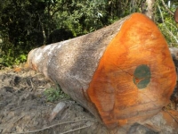 Mukulungu