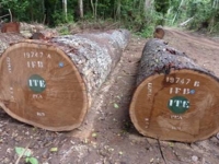 African redwood
