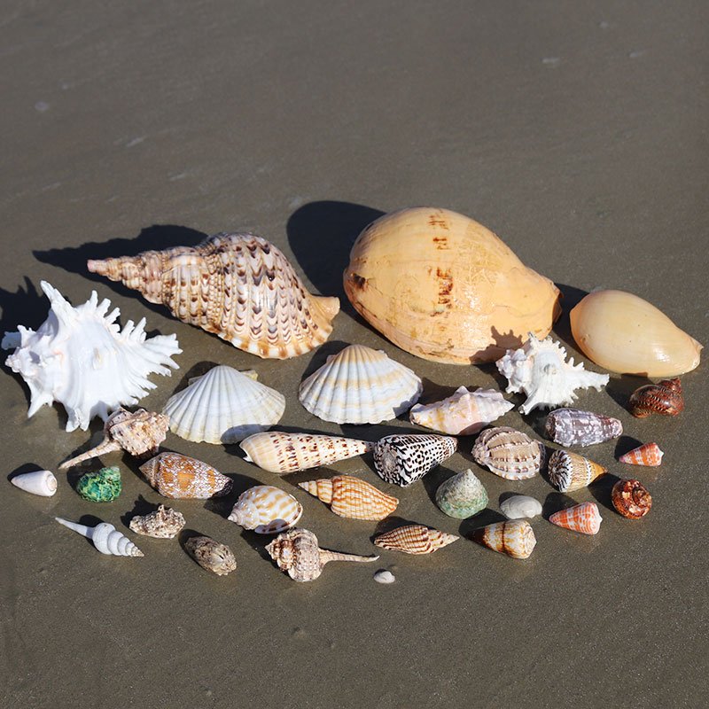 Seashell