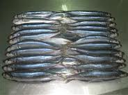 Redtail scad