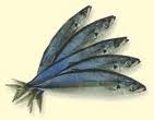 Redtail scad