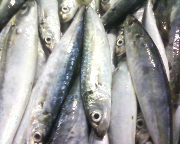 Greentail scad