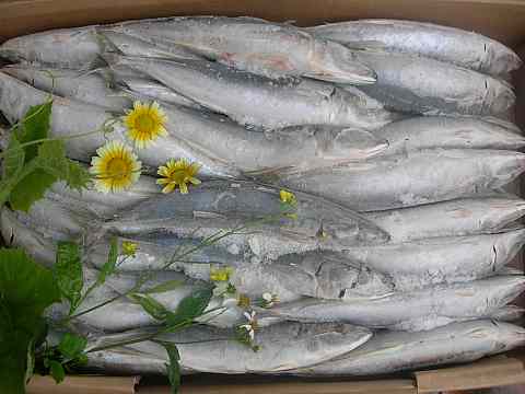 Layang scad