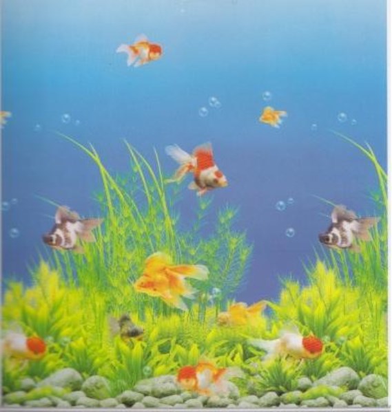 Printed Roller Blind