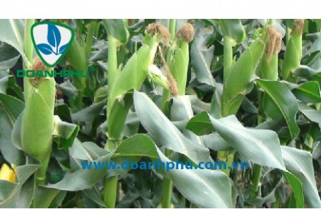 Waste product from corn