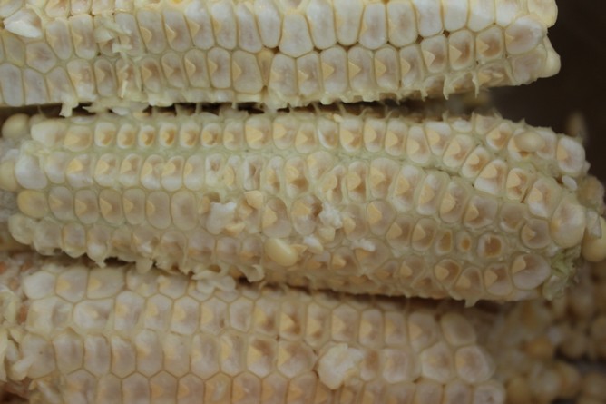 Corn core