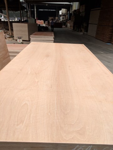 Pencil Cedar