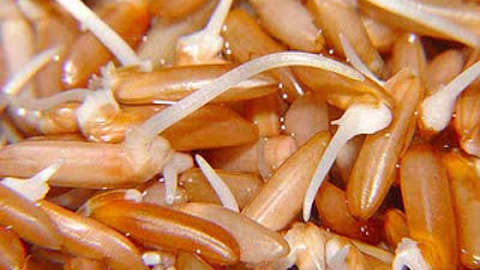 Vibigaba rice