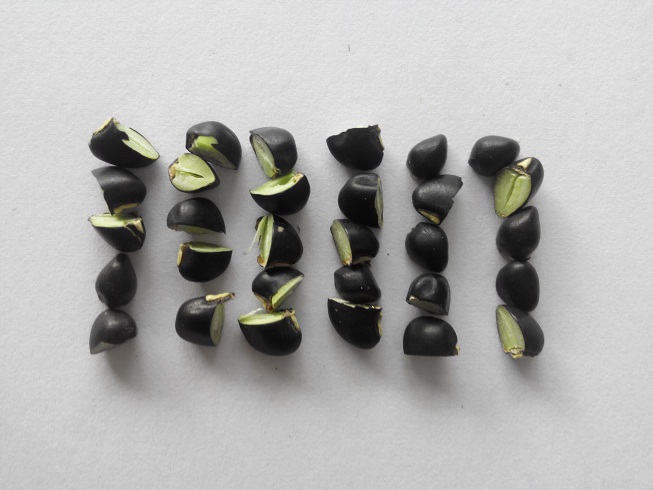 Black bean
