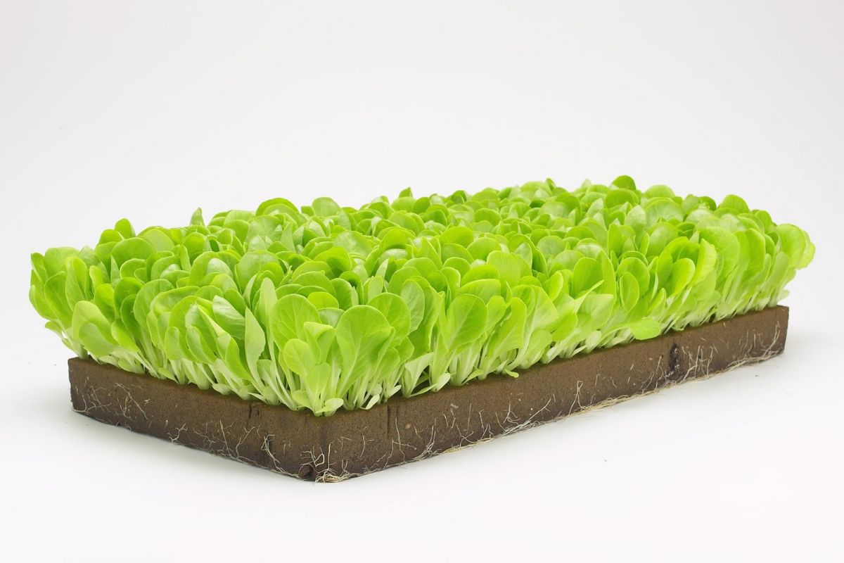 Garden stone