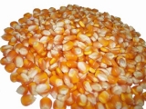 Indian Corn