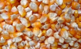 Corn