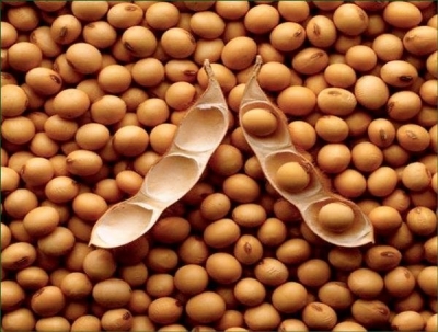 Soybean seed