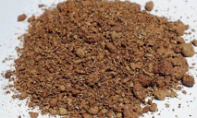 Seed